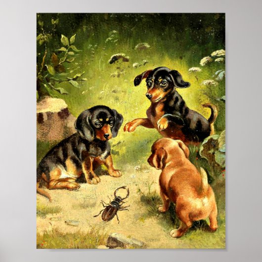 Reichert - Dachshond Puppies aan het spelen Poster (Voorkant)