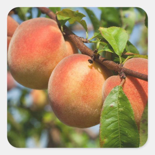 Reife Weingartenpfirsiche Vierkante Sticker (Voorkant)