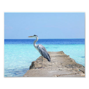 Reiger Foto Afdruk