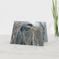 Reiger in de Winter