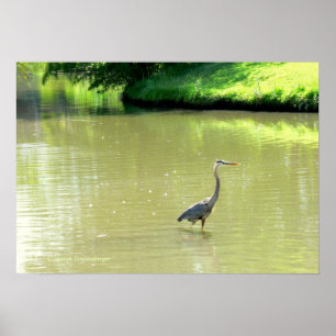REIGER IN VIJVER/TINTEN GROEN/GEEL/FOTO. POSTER