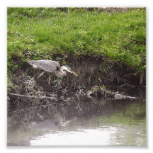 Reiger klaar om aan te vallen