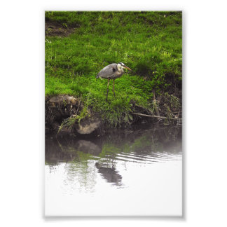 Reiger met spiegelbeeld foto afdruk
