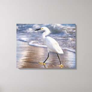 Reiger op oever Canvas Afdruk