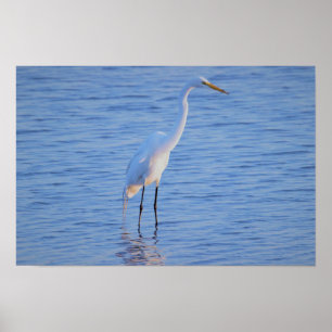 Reiger Vogel Foto Poster