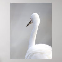 Reiger Vogel Poster