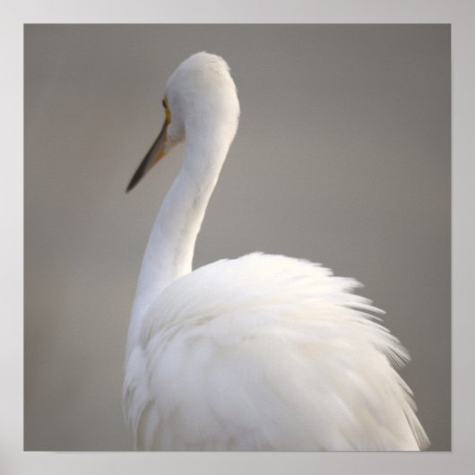 Reiger Vogel Poster (Voorkant)