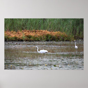Reigers in het Marsh Poster
