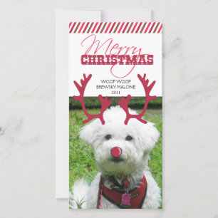 Reindeer Antler en Red Nose Pet Kerstmis! Feestdagenkaart