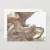 REINDEER BRIEFKAART (Voorkant / Achterkant)