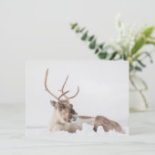 Reindeer Carte photo de la nature (Debout devant)