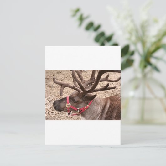 Reindeer nabij Anchorage, Alaska, Verenigde Staten Briefkaart (Staand voorkant)