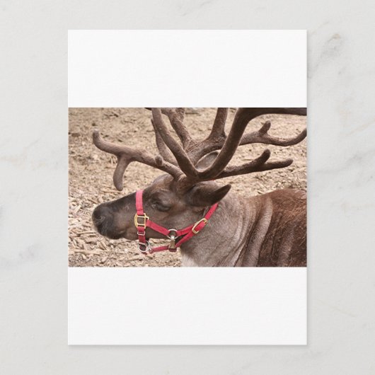 Reindeer nabij Anchorage, Alaska, Verenigde Staten Briefkaart (Voorkant)