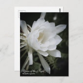 Reine de la nuit : Carte postale (Devant / Derrière)