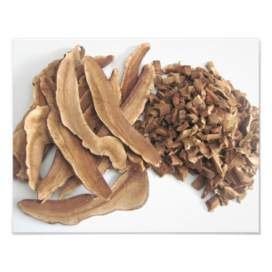 Reishi Mushroom Foto afdrukken Foto Afdruk