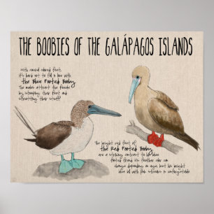 Reisposter: vogels op de Galapagos-eilanden Poster