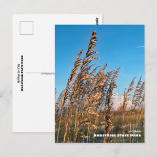 Reizen Florida - Anastasia State Park Zeer Haver Briefkaart
