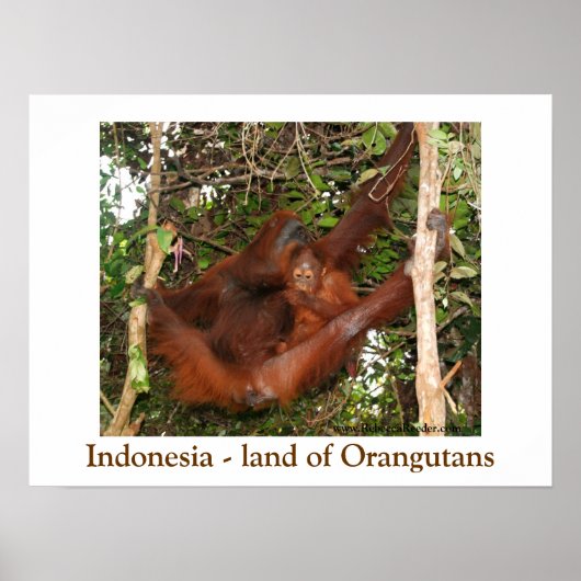 Reizen van de Orangutans Poster (Voorkant)