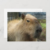 Relaxed Capybara Portret Briefkaart (Voorkant / Achterkant)