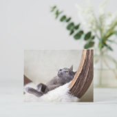 Relaxed Cat Briefkaart (Staand voorkant)