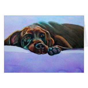 Relaxed Chocolade Lab Dog