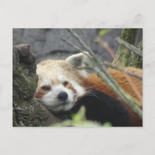 Relaxed Red Panda DIY Briefkaart