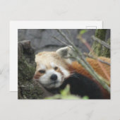 Relaxed Red Panda DIY Briefkaart (Voorkant / Achterkant)