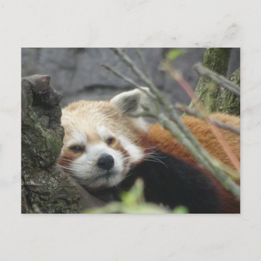 Relaxed Red Panda DIY Briefkaart (Voorkant)