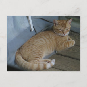 Relaxing Cat Briefkaart
