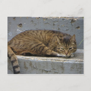 Relaxing Cat Briefkaart