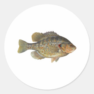 Relieve Sunfish - Shellcracker Ronde Sticker