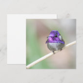 Remerciements Belle carte de billet colibri de Costa (Devant / Derrière)