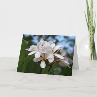 Remerciements Carte blanche de Plumeria