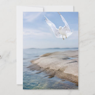 Remerciements Carte de photographie de mouette, cadeau de nature