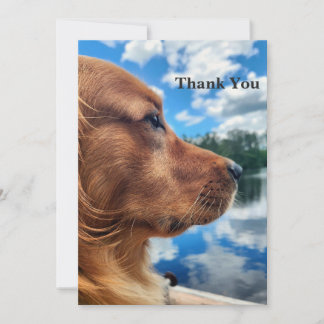 Remerciements Carte de remerciement Golden Retriever au bord du 