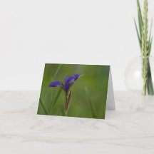 Carte de remerciement pliée Iris Sibérien Violet