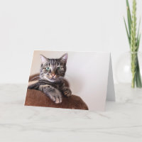 Carte de vœux avec chat tabby gris se prélassant s