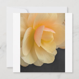 Remerciements Carte de vœux Begonia beurré