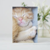 Remerciements Carte de vœux - Chatons endormis (Debout devant)