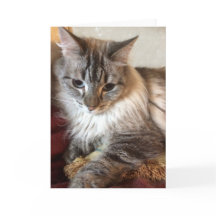 Carte de voeux de chat