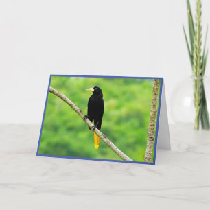 Remerciements Carte de voeux pliée Oropendola