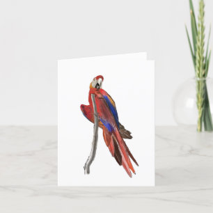 Remerciements Carte de vœux vierge avec motif de Ara écarlate