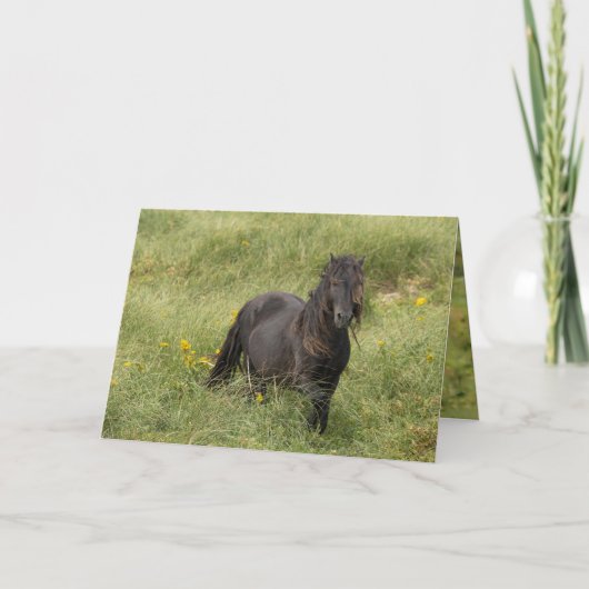 Remerciements Carte de voeux Wild Sable Island Stallion (Devant)