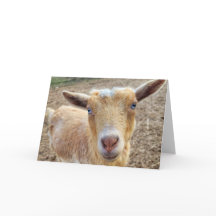 Carte pliée de 5 po x 7 po - h || Ginger