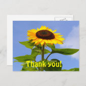 REMERCIEMENTS DE SUNFLOWER ~ Carte postale (Devant / Derrière)