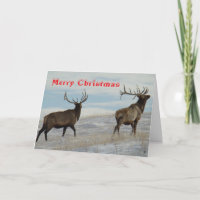 E57 Gros taureaux sur carte de Noël enneigée