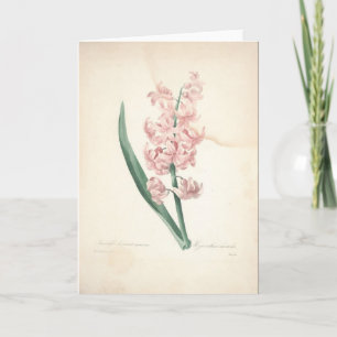 Remerciements Hyacinthus Orientalis par la carte de sympathie de