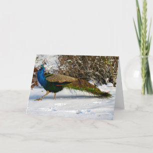 Remerciements Peacock Winter Guemes Island Carte de remerciement