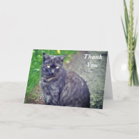 Poing de chat en position assise Carte de remercie