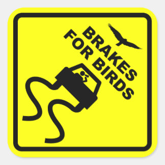 Remmen voor vogels vierkante sticker